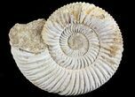 Perisphinctes Ammonite - Jurassic #68182-1